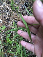 Phlox pilosa pilosa