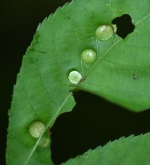 Phylloxera caryaeavellana