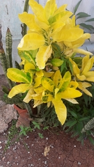 Magnoliopsida