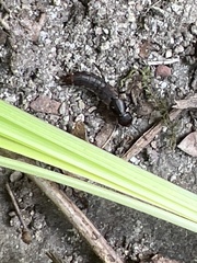 Platydracus mysticus