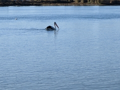 Pelecanus conspicillatus
