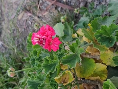 Pelargonium
