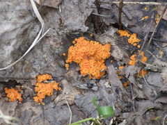 Byssonectria terrestris