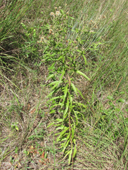 Vernonia × guadalupensis
