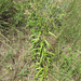 Vernonia × guadalupensis - Photo (c) Chuck Sexton, alguns direitos reservados (CC BY-NC), uploaded by Chuck Sexton