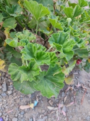 Pelargonium