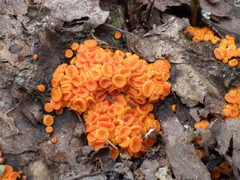 Byssonectria terrestris