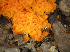 Byssonectria terrestris