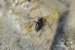 Velia gridellii
