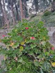 Pelargonium