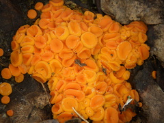 Byssonectria terrestris