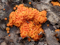 Byssonectria terrestris