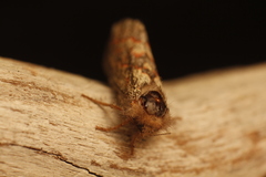 Phymatopus hectoides