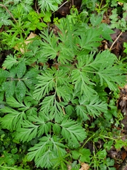 Dicentra canadensis