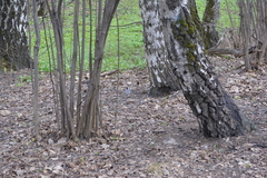 Motacilla alba