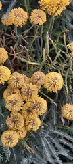 Santolina chamaecyparissus