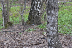 Motacilla alba