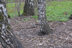 Motacilla alba