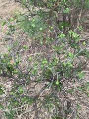 Sarcomphalus obtusifolius