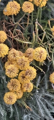 Santolina chamaecyparissus