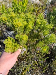 Serruria glomerata × villosa