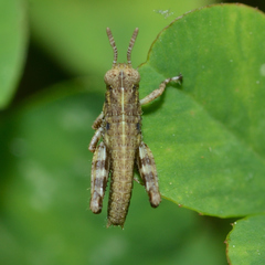 Melanoplus punctulatus