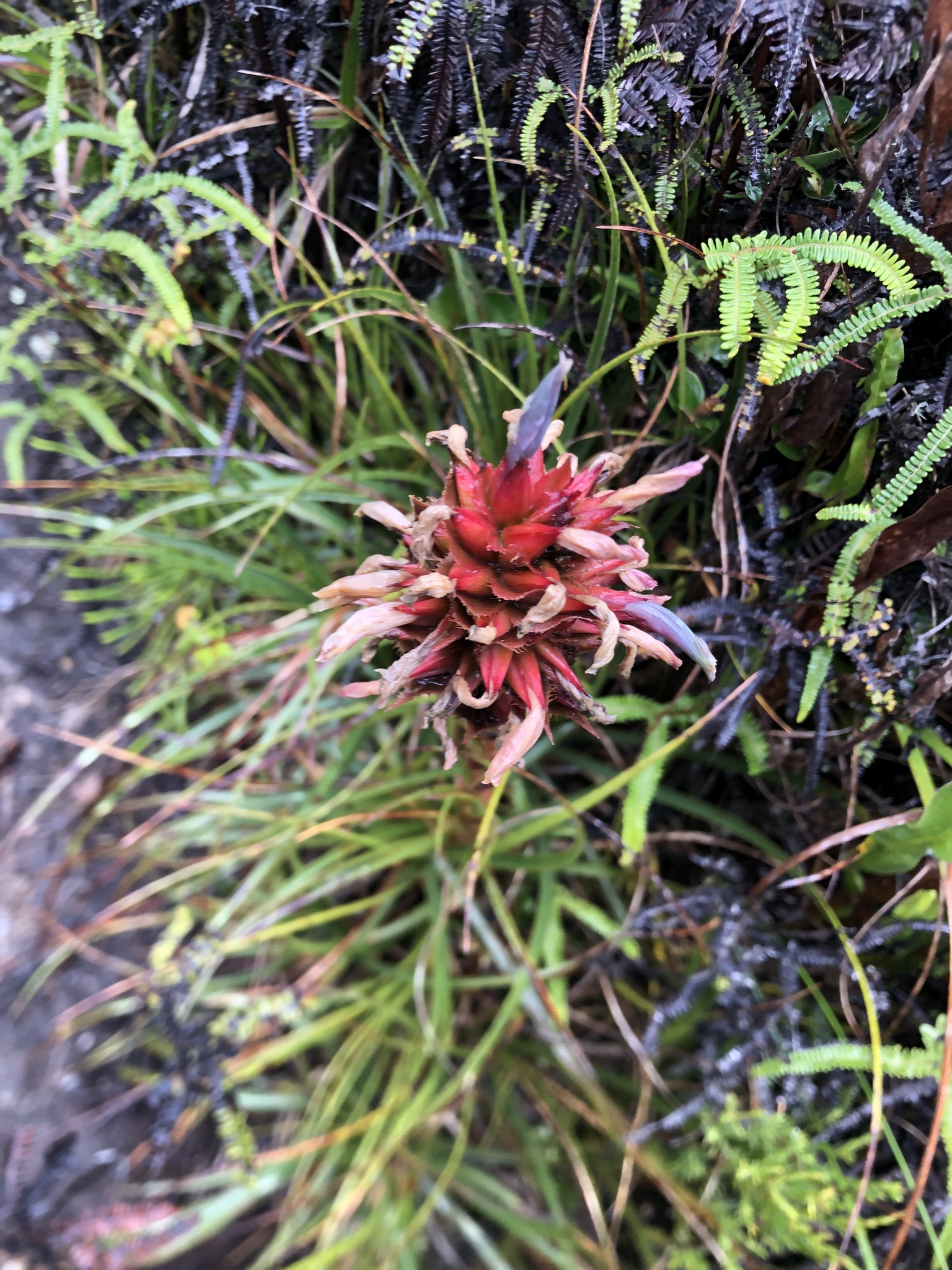Puya image