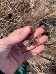 Rabdophaga salicisgnaphalioides