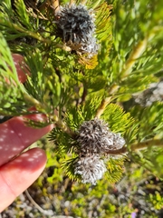Serruria glomerata × villosa