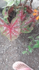 Caladium bicolor