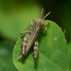 Melanoplus punctulatus