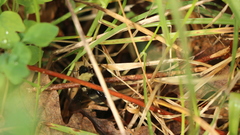 Bombus californicus