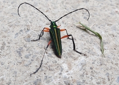 Plinthocoelium suaveolens