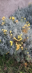 Santolina chamaecyparissus