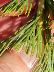 Serruria glomerata × villosa