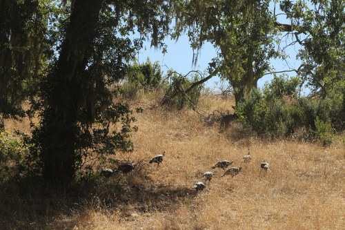 iNaturalist observation photo of Wild Turkey