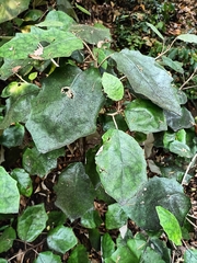 Brachyglottis repanda