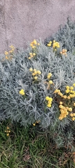 Santolina chamaecyparissus