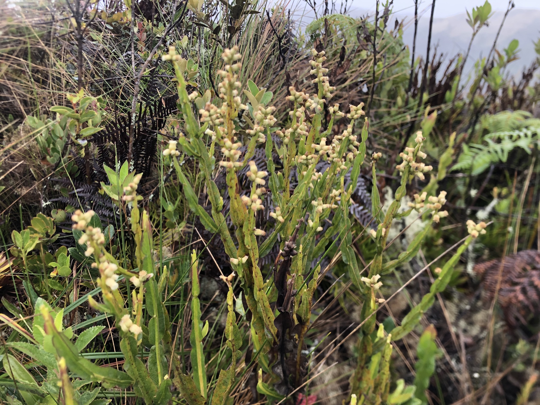 Baccharis image