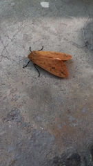 Pyrrharctia isabella