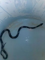 Leptodeira nigrofasciata