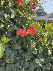 Amphilophium buccinatorium