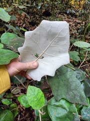 Brachyglottis repanda