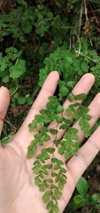 Adiantum lorentzii