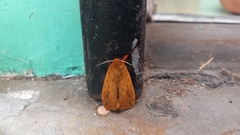 Pyrrharctia isabella