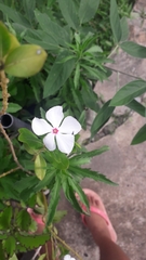 Catharanthus roseus