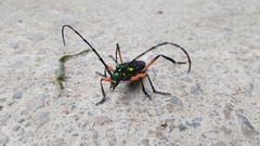 Plinthocoelium suaveolens