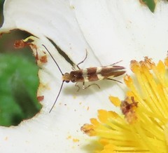 Micropterix ibericella