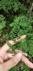 Adiantum lorentzii