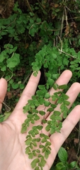 Adiantum lorentzii